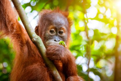 Discover Sumatra - Your expert for Sumatra tours